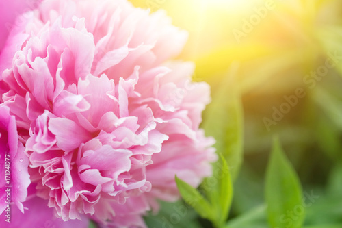 Blooming pink Peony. Beautiful pink Peonie flower. Peonies in the garden.