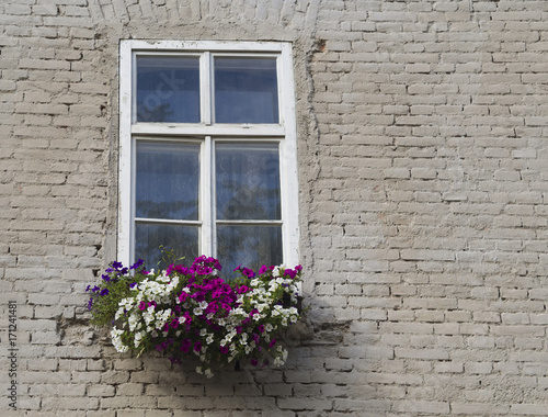 white window with flower box with colorful geranium on cream white beige brick wall background