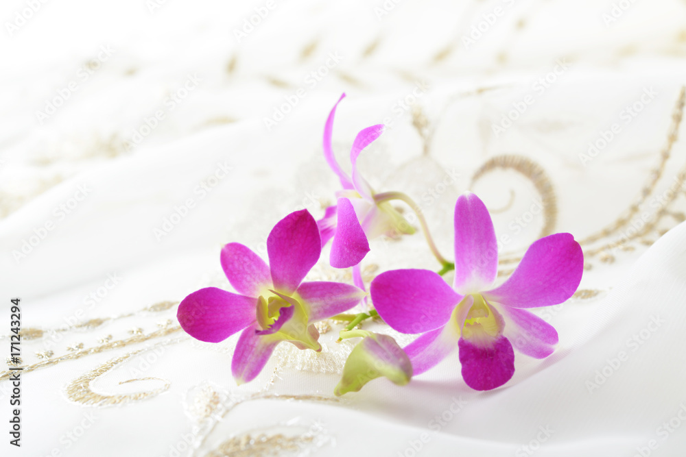 奇麗な蘭の花 奇麗な蘭の花