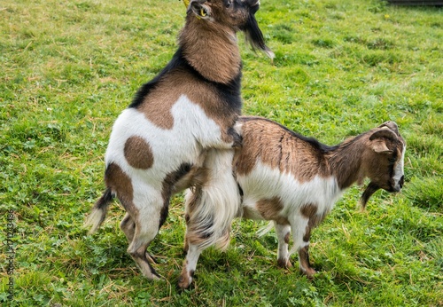 Goats procreating