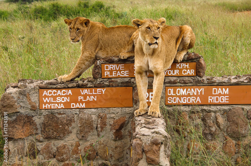 Photography Lions resting on road sign in Nairobi National Park in Kenya
