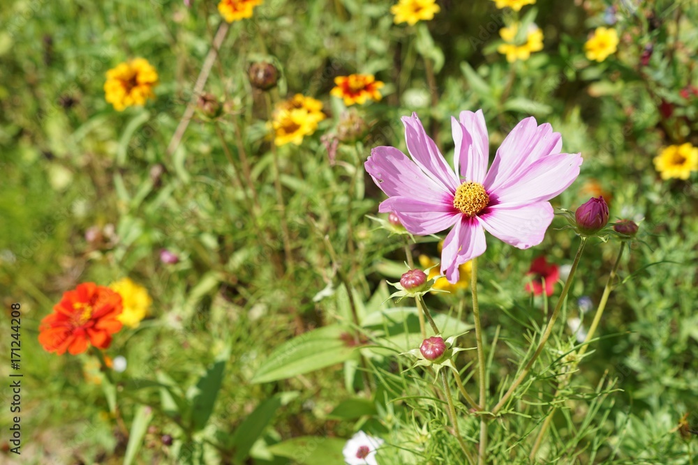 Bunte Blumenwiese mit farbigem Mohn - Wildgarten