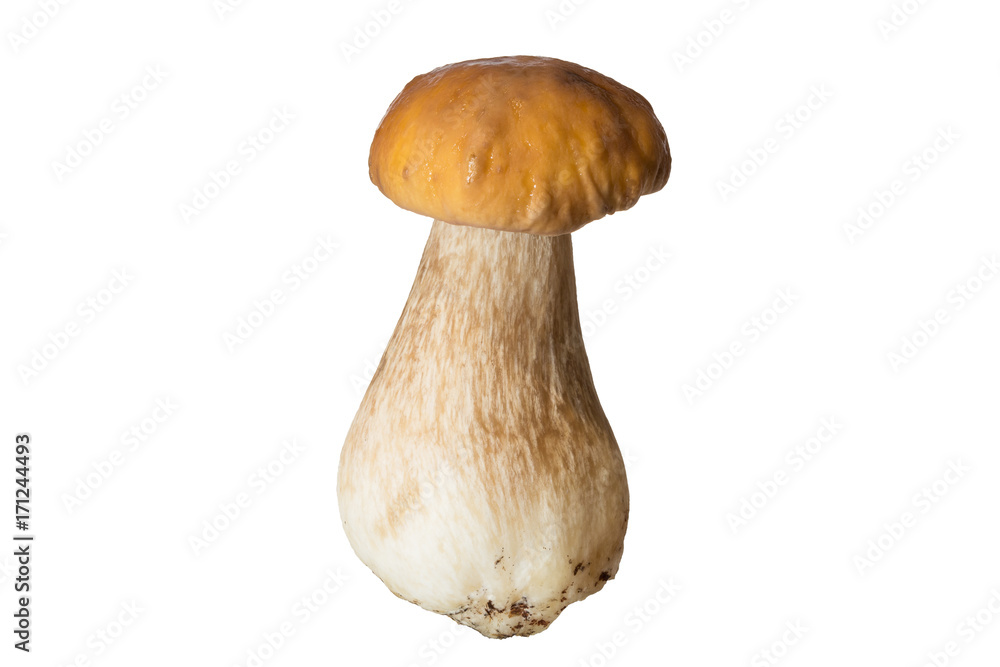 Fresh forest mushroom boletus with a thick mushroom leg and wet cap on a white background Fresh forest mushroom boletus with a thick mushroom leg and wet cap on a white background