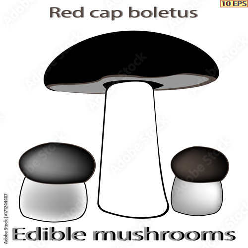 Mushrooms icon. Set edible mushrooms. Edible fungus. Vector illustration to culinary sites or cookbook, vegetarian menu, kitchen interior design.