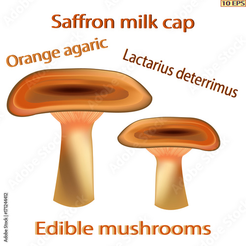 Mushrooms icon. Set edible mushrooms. Edible fungus. Vector illustration to culinary sites or cookbook, vegetarian menu, kitchen interior design.