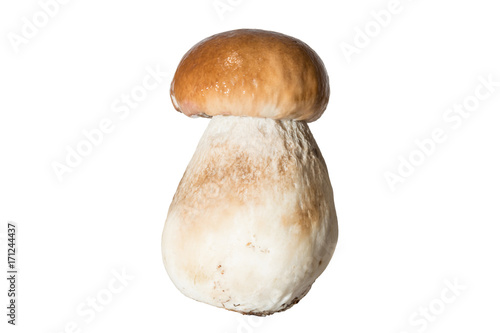 Fresh forest mushroom boletus with a thick mushroom leg and wet cap on a white background