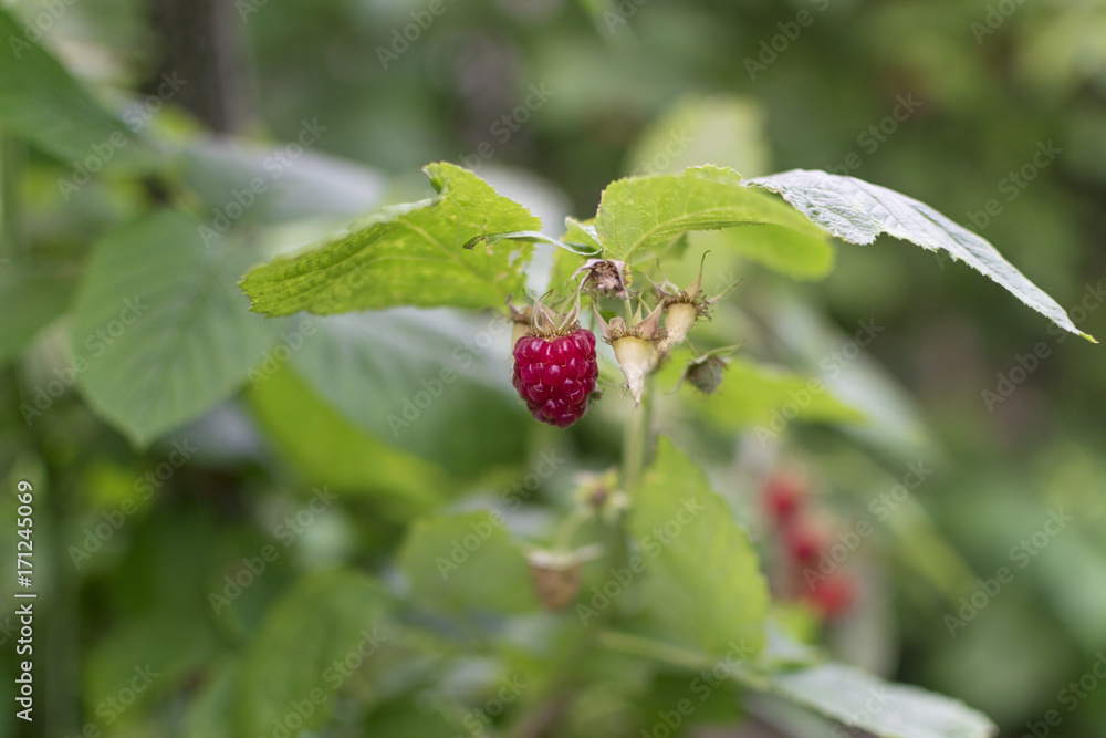Branch with red raspberries on sunny summer day Branch with red raspberries on sunny summer day