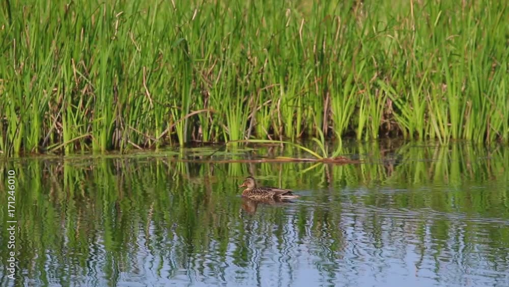 Long shot of a solo duck on the Jock River in Richmond, Ontario, outside of Ottawa. Long shot of a solo duck on the Jock River in Richmond, Ontario, outside of Ottawa.