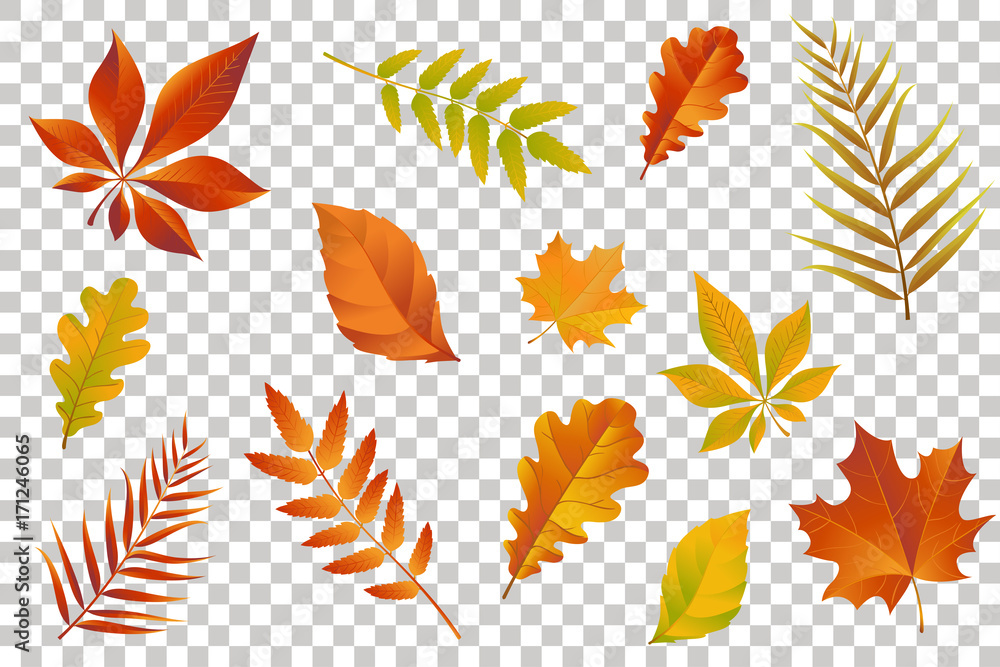 Autumn falling leaves isolated on transparent background. Vector illustration. - obrazy, fototapety, plakaty 