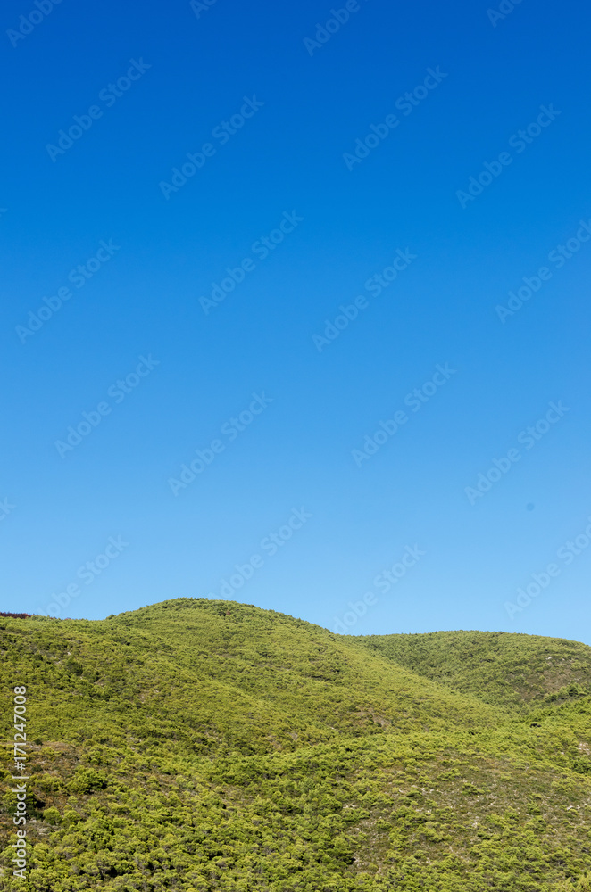 Mountain forest