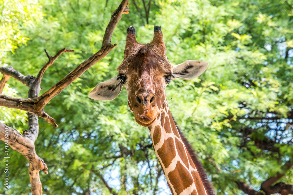 Giraffe Giraffe