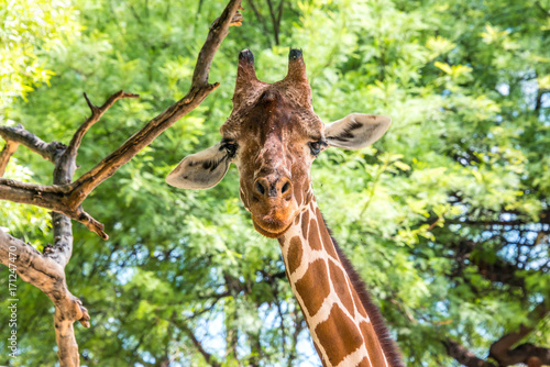 Photography Giraffe