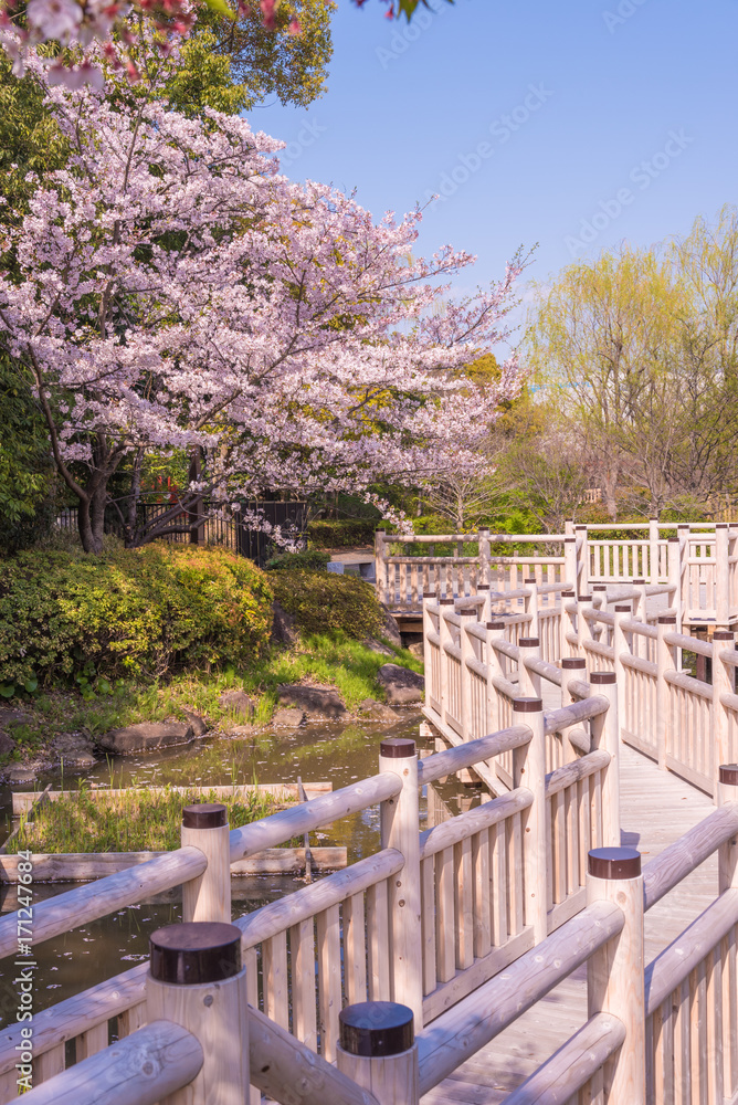 満開の桜 満開の桜