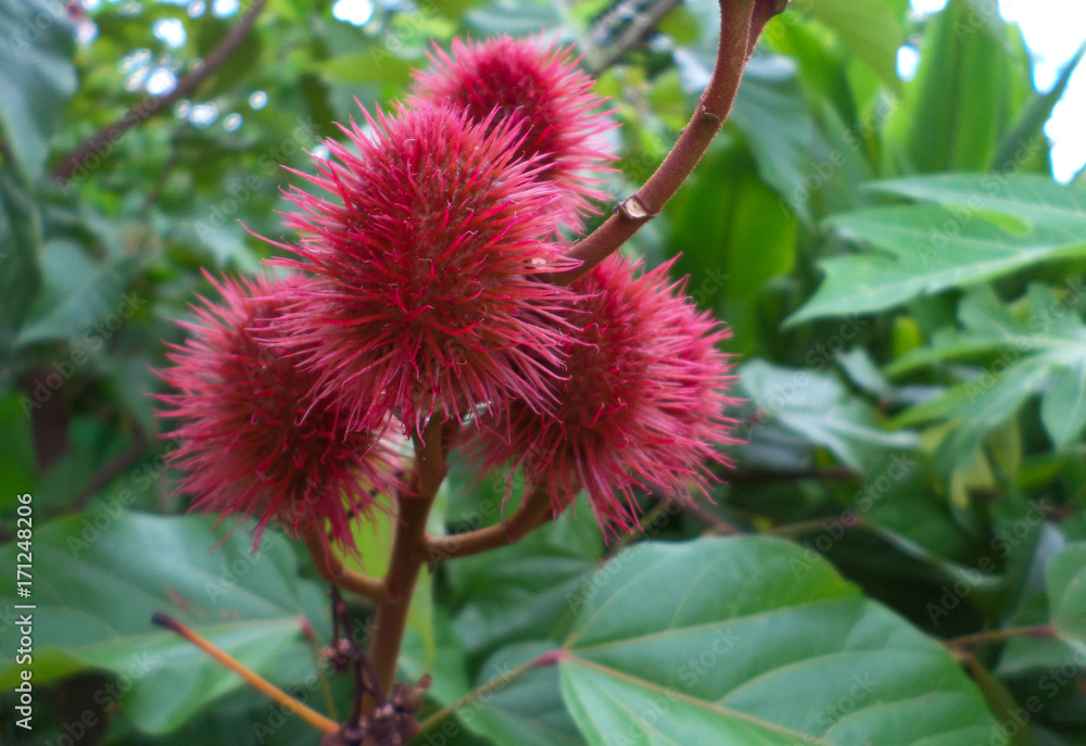 Plan red of Bixa Orellana