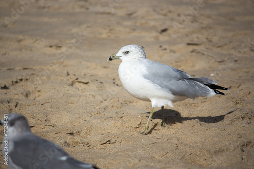 White Seagull Bird 
