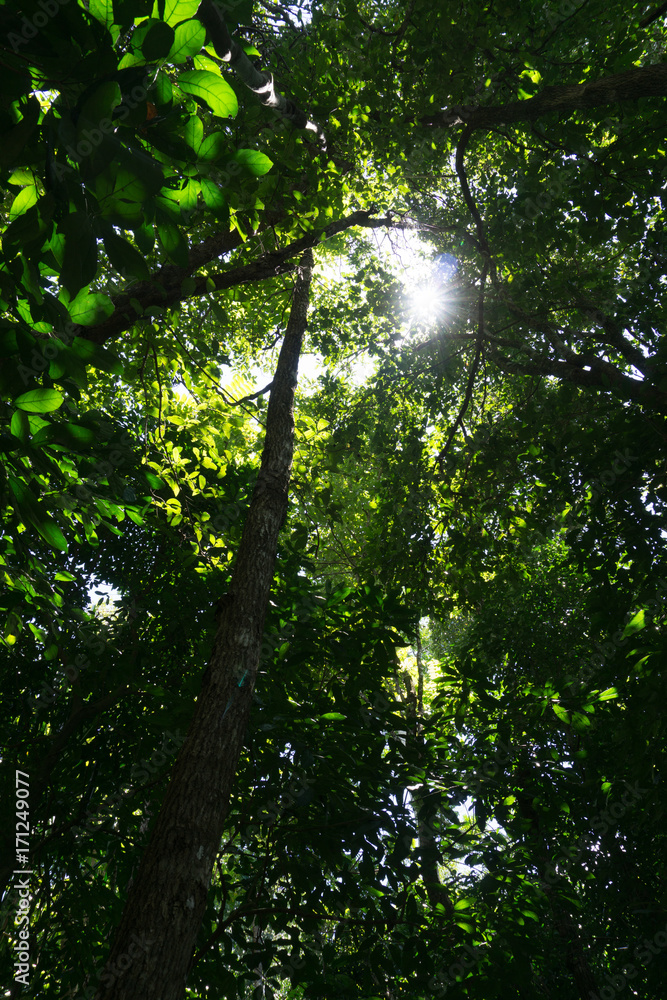 Obraz premium Dark rain forest