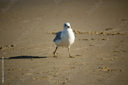 Bird in the beach
