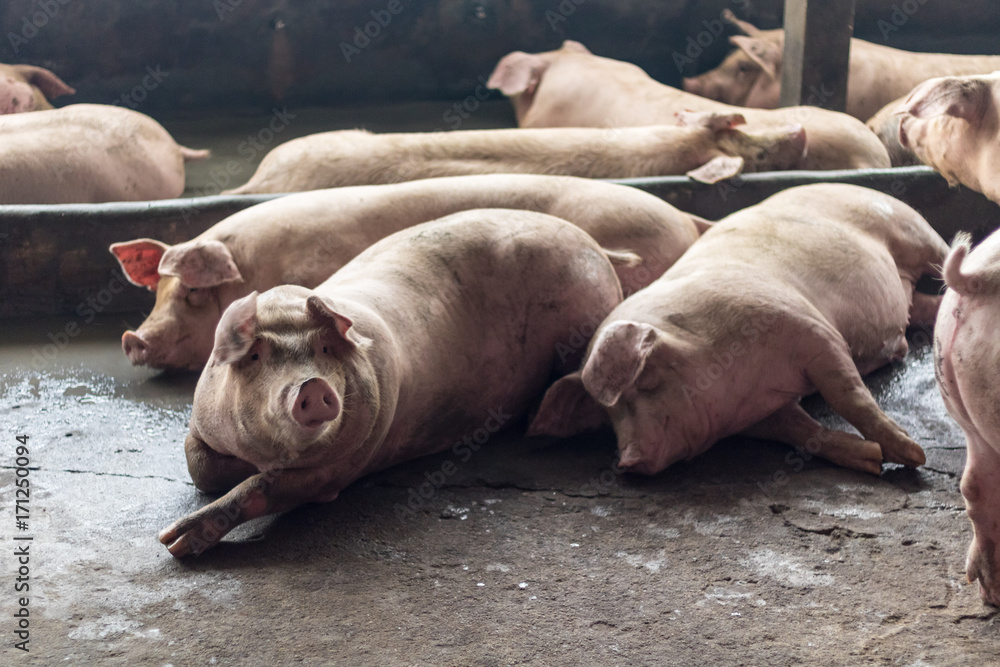 A Pig A Pig