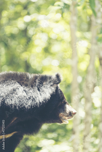 Asian black bear, Ursus thi...
