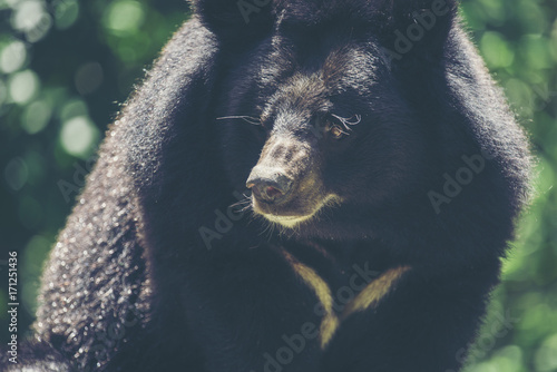 Asian black bear, Ursus thi...