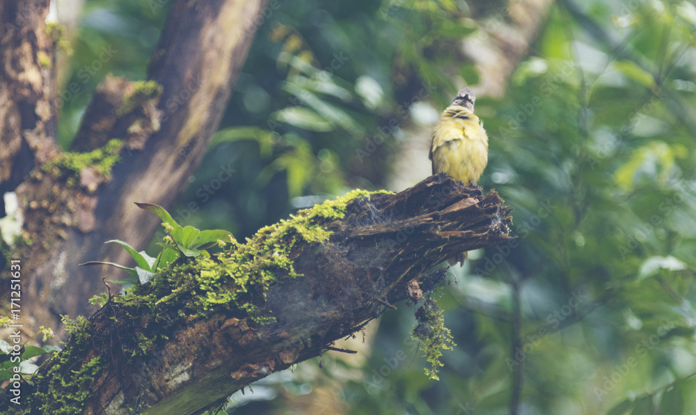 bird in the wild tropical forest