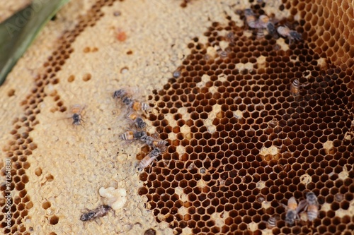 Honeycomb at street food