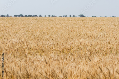 Ripen wheat field