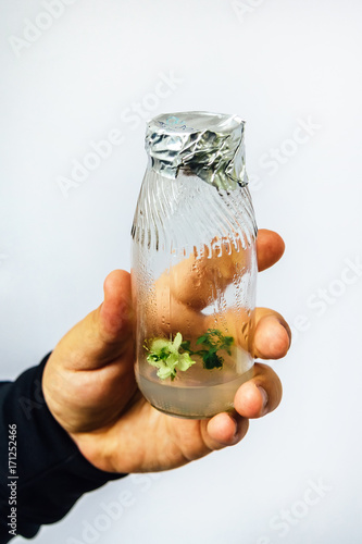 Flask with an in vitro cloned microplant in nutrient medium in researcher's hand photo