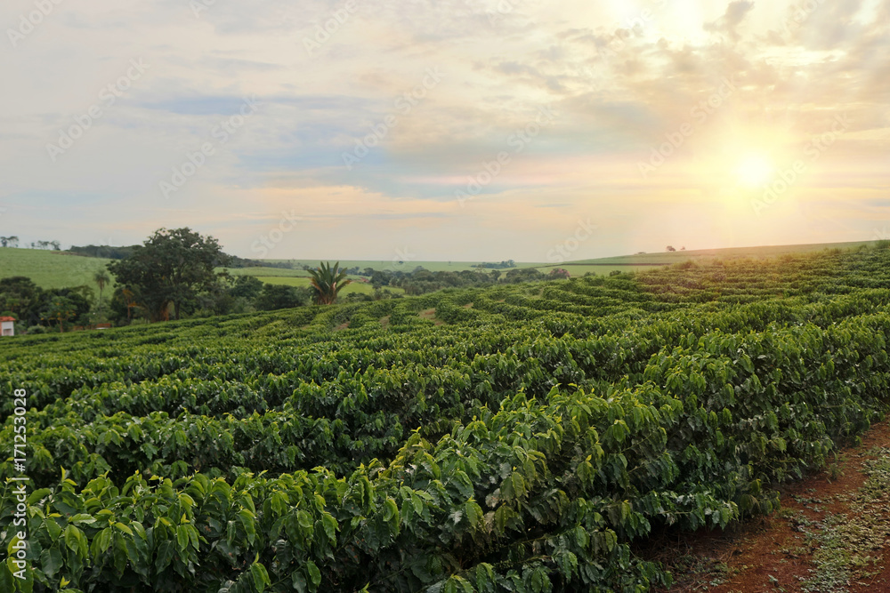 Plantation - Sundown on the coffee plantation landscape - obrazy, fototapety, plakaty 