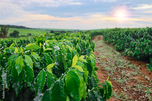 Fotografie Plantation - Sundown on the coffee plantation landscape