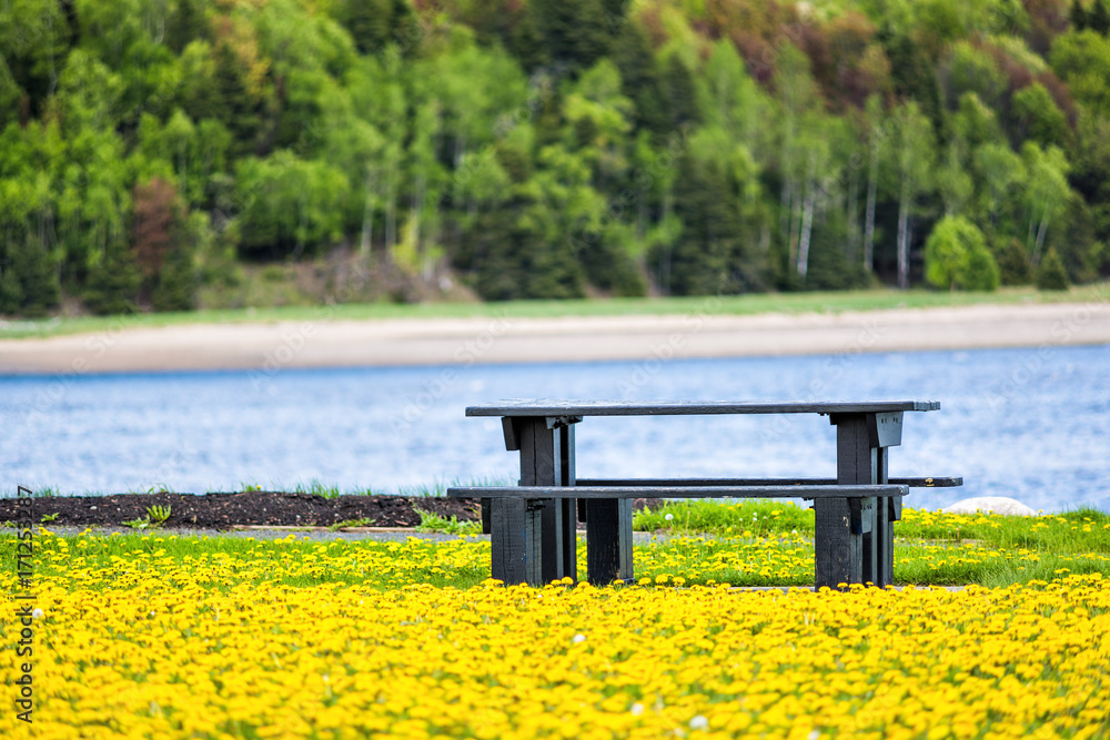 Naklejka premium Field of yellow dandelion flowers, grass by Saint Lawrence river in La Malbaie, Quebec, Canada in Charlevoix region with picnic table, bench, forest in background