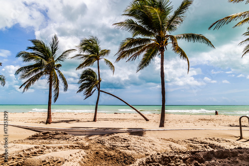 A Fallen Palm tree after hurricane Irma.