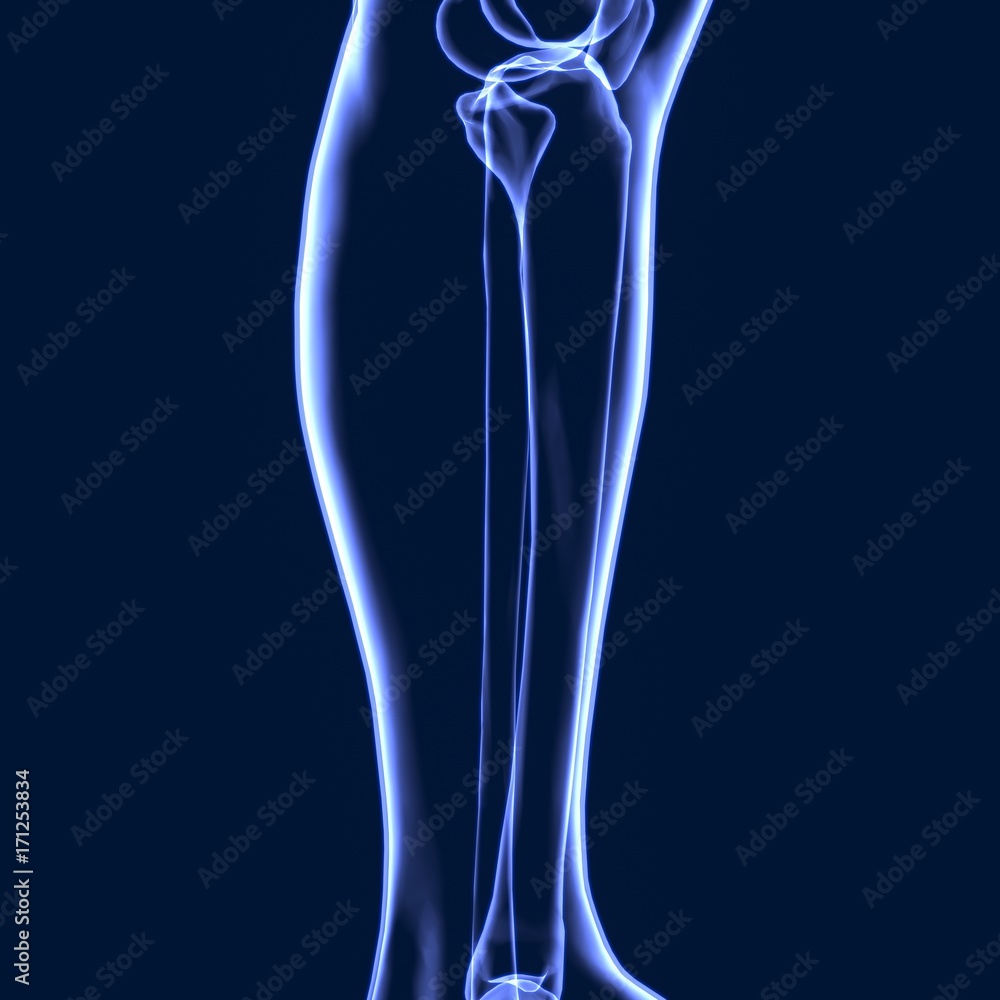 3D Illustration of Human Skeleton Tibia and Fibula Bones
3D Illustration of Human Skeleton Tibia and Fibula Bones
