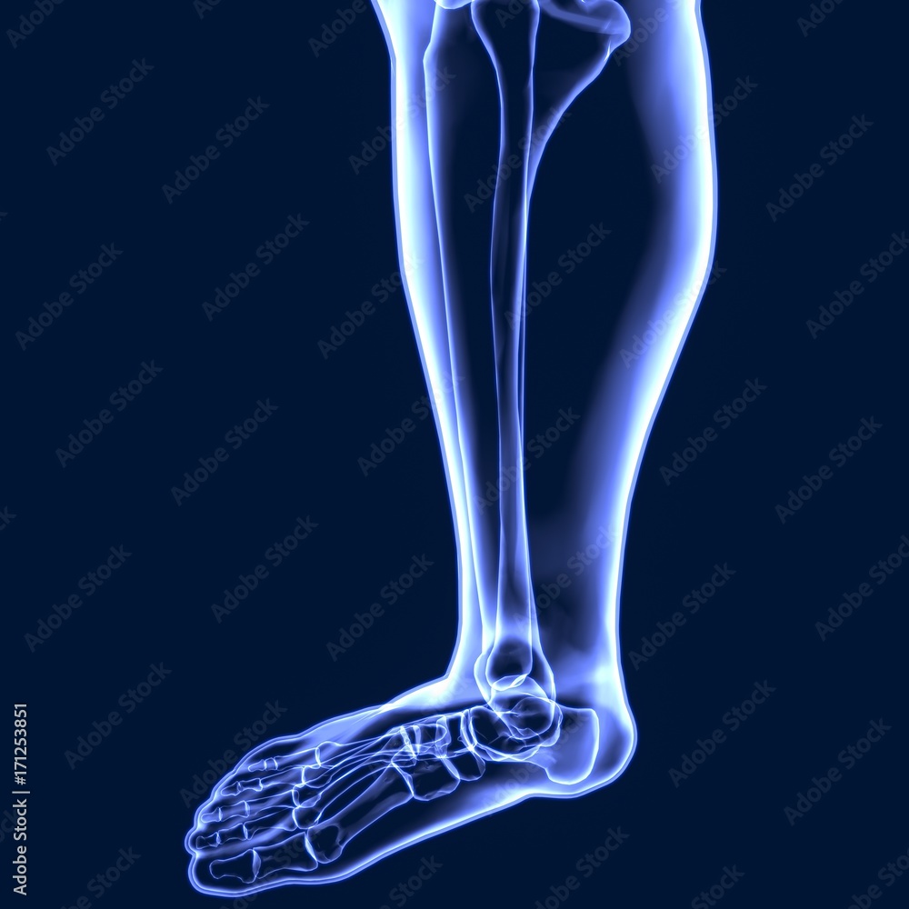3D Illustration of Human Skeleton Tibia and Fibula Bones
3D Illustration of Human Skeleton Tibia and Fibula Bones