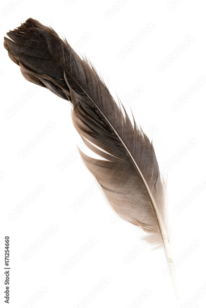 bird feather on white background bird feather on white background