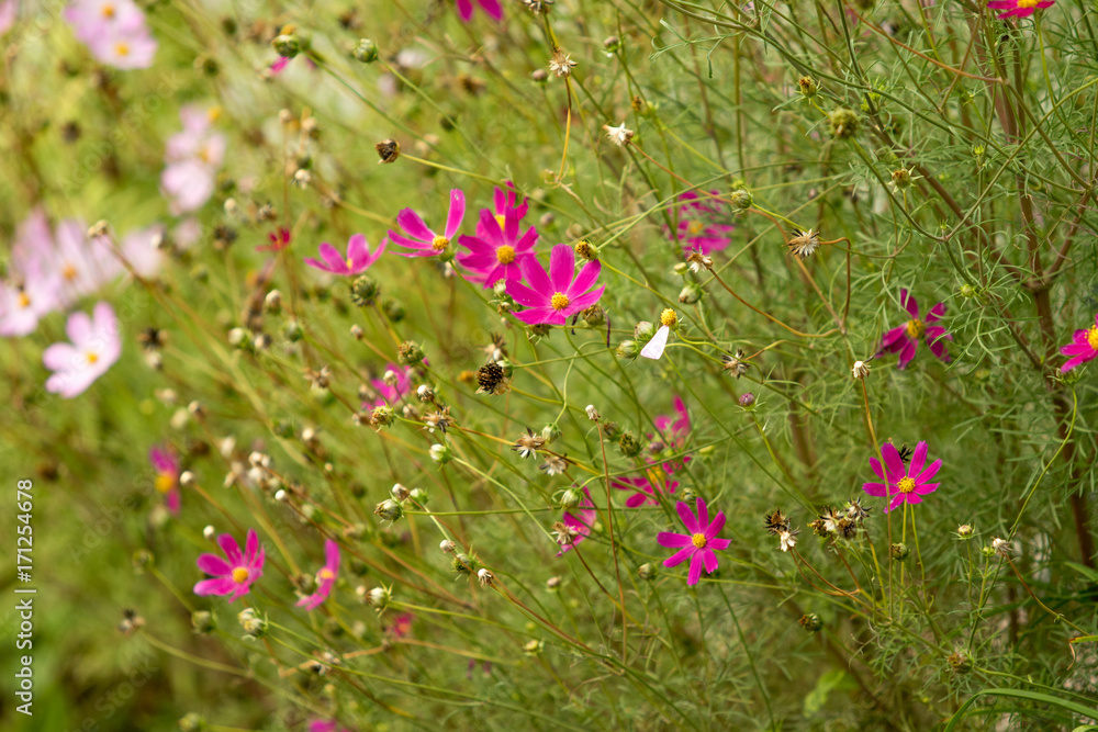 Flowers cosmea autumn