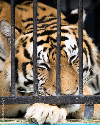 tiger in a close-up cage
