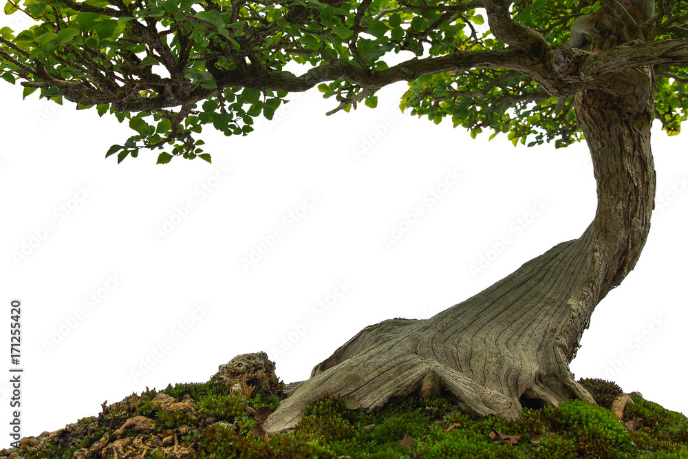 Obraz premium Tree trunk on moss covered ground, miniature bonsai tree on white background.