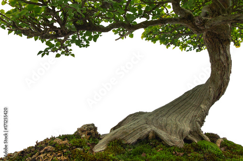 Tree trunk on moss covered ground, miniature bonsai tree on white background.