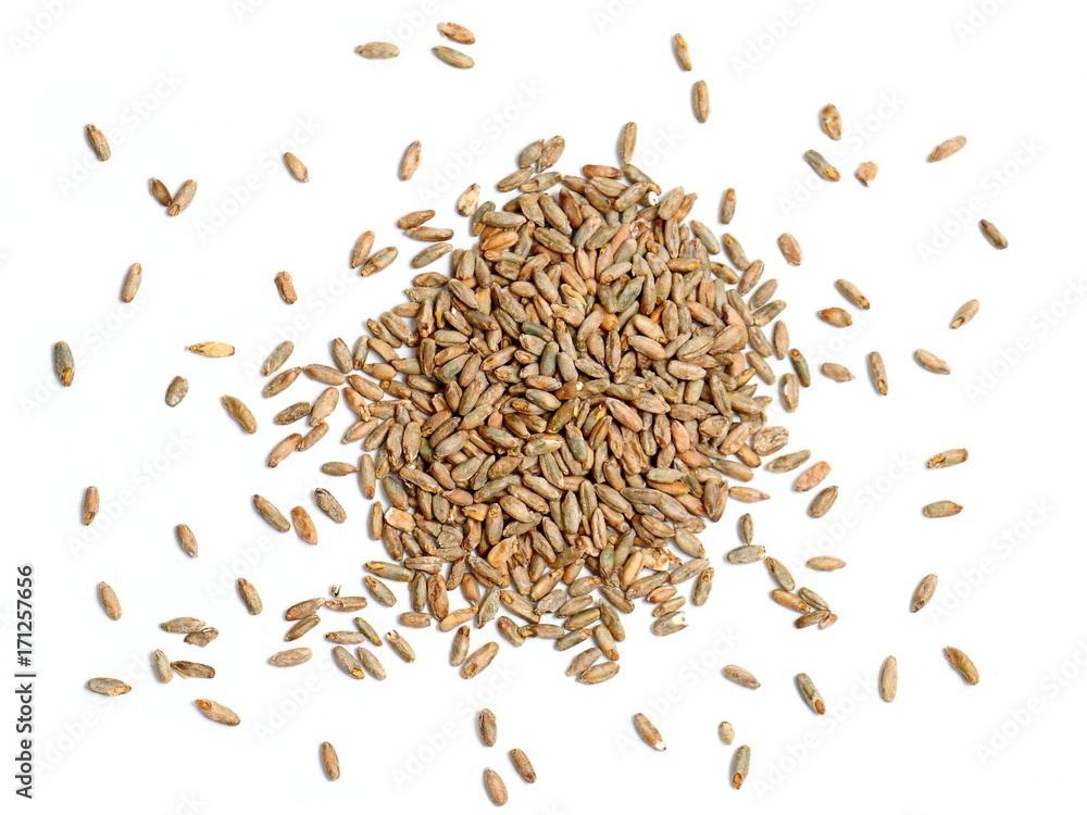 Rye Grain on White Background Rye Grain on White Background