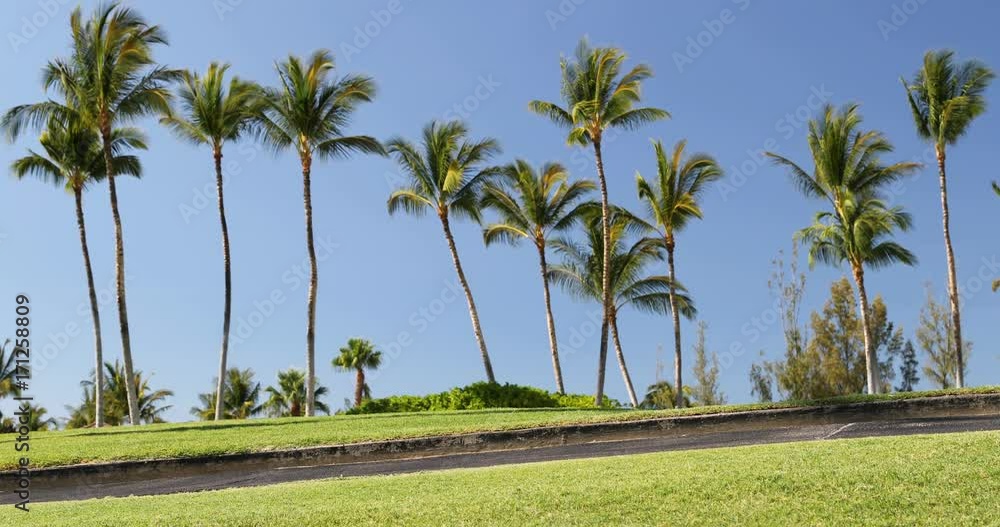 Jogging man running in park living healthy active lifestyle in summer. Male runner exercising running training on sidewalk with palm trees, healthy lifestyle. 59.94 FPS. Jogging man running in park living healthy active lifestyle in summer. Male runner exercising running training on sidewalk with palm trees, healthy lifestyle. 59.94 FPS.