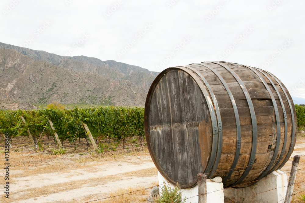 Wine Barrel in Vineyard - Cafayate - Argentina