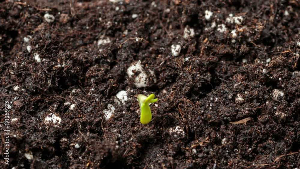Plántula de marihuana recién germinada brota del suelo, abre sus cotiledones y crece hacia la luz del sol. Increíble timelapse del primer día en la vida de una planta de cannabis