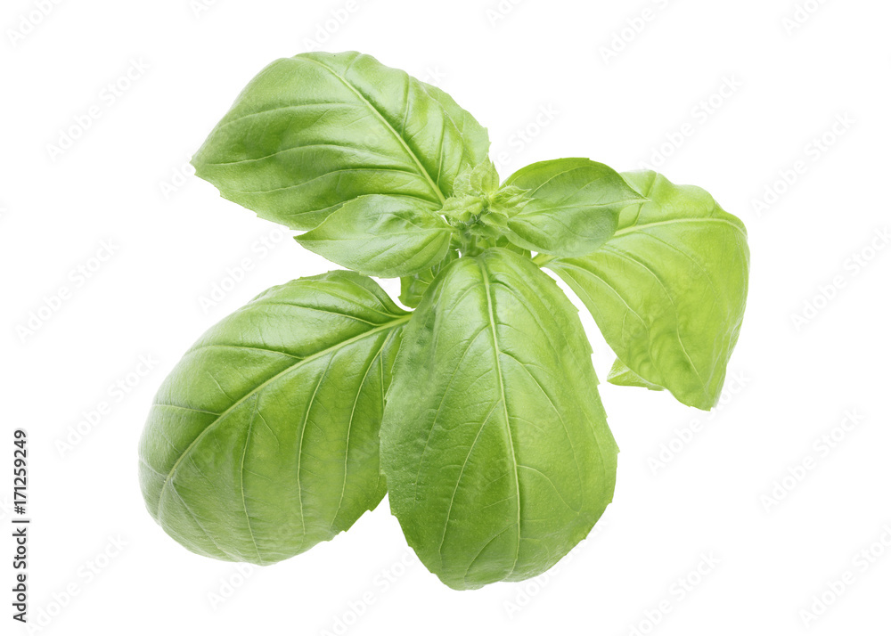 Basil Basil