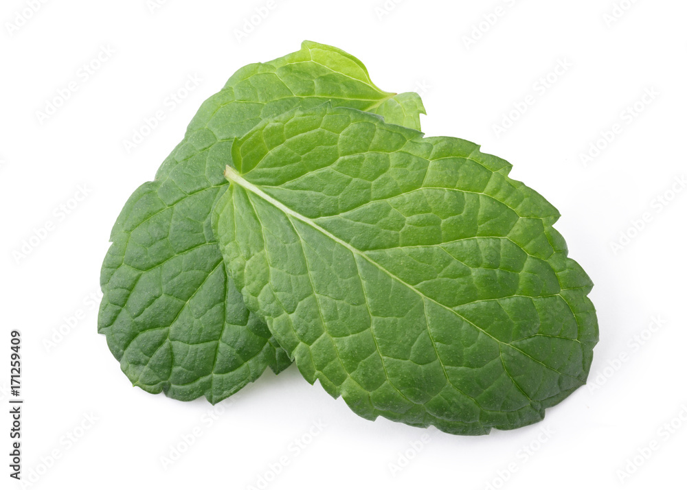 Obraz premium Fresh Mint Leaf