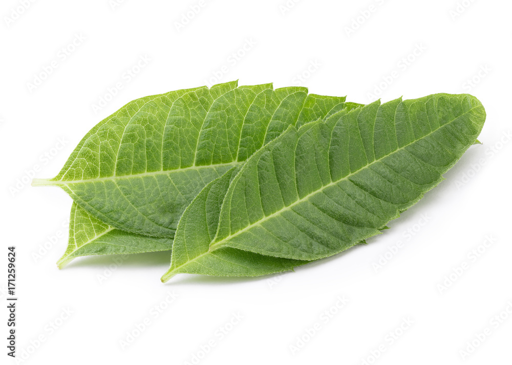 Obraz premium Fresh Verbena