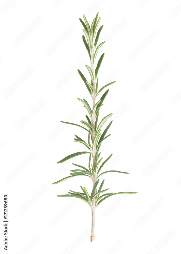 Fresh Rosemary