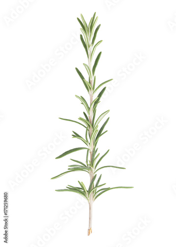 Fresh Rosemary