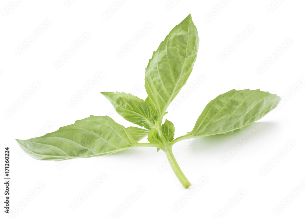 Basil Basil