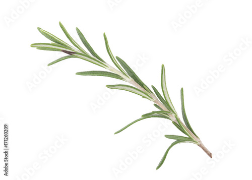 Fresh Rosemary
